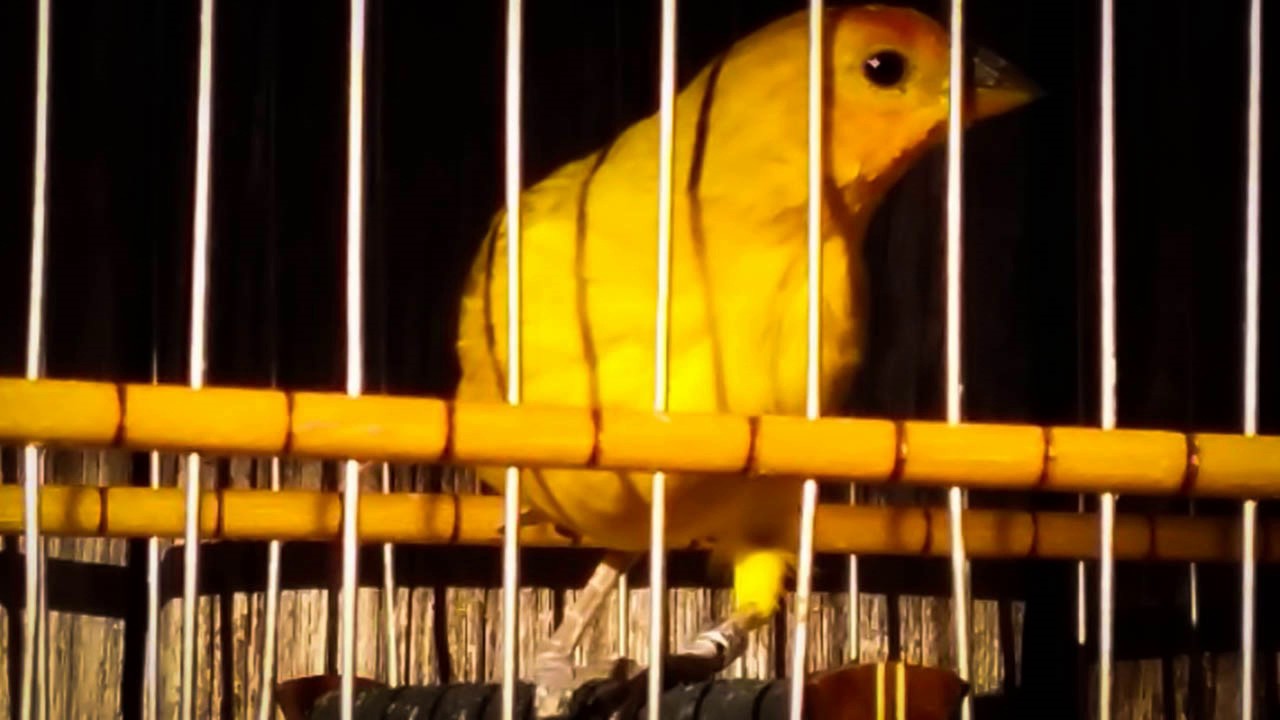 Canário da terra Dog10 Professor de canto para ensinar machos! (Com Cascata!)