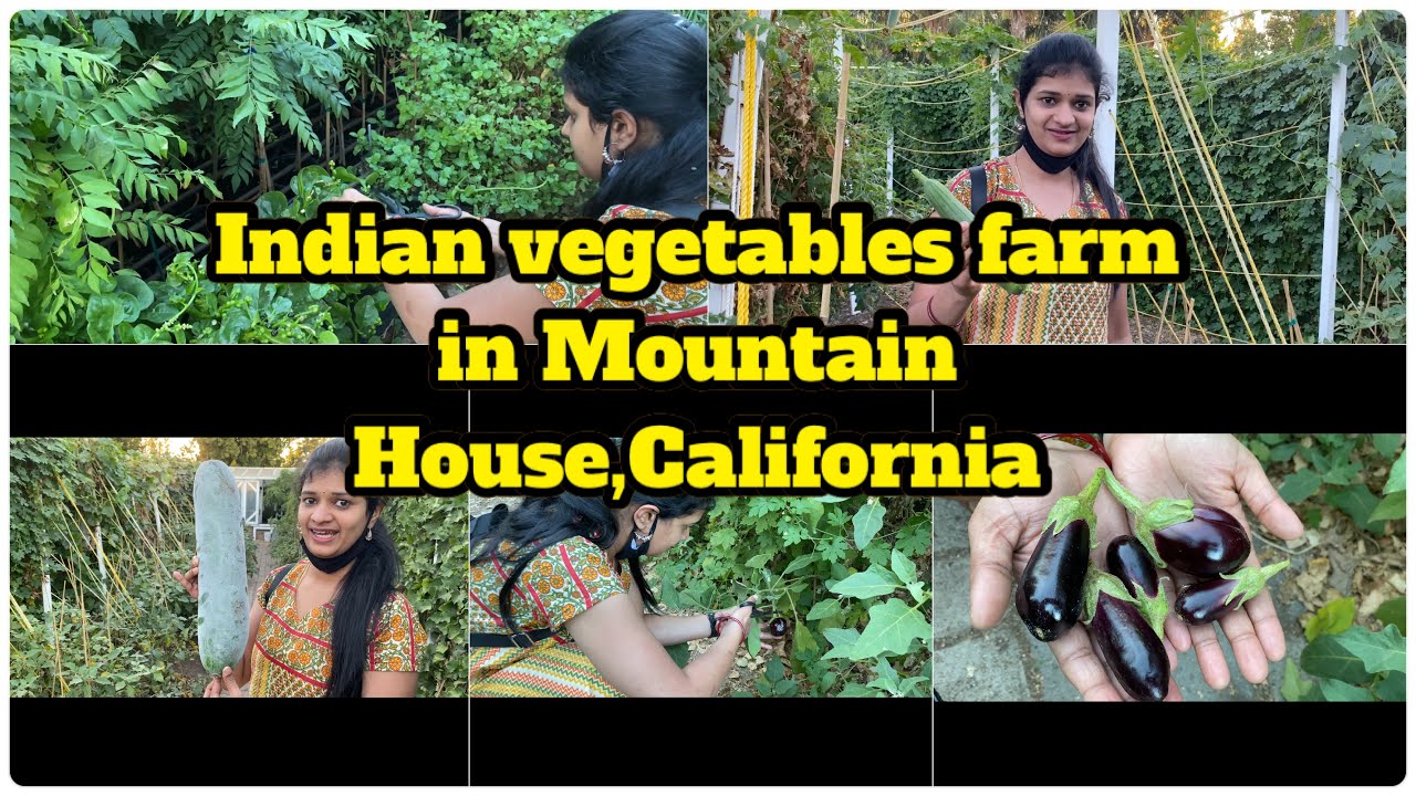 Indian vegetables picking in Mountain House, California | USA లో మన ఇండియన్ కూరల చిన్న తోతా