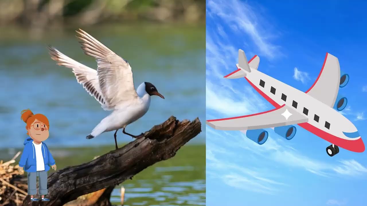 Kuşlar Nasıl Uçar ? Okul Öncesi Öğretici Belgesel.