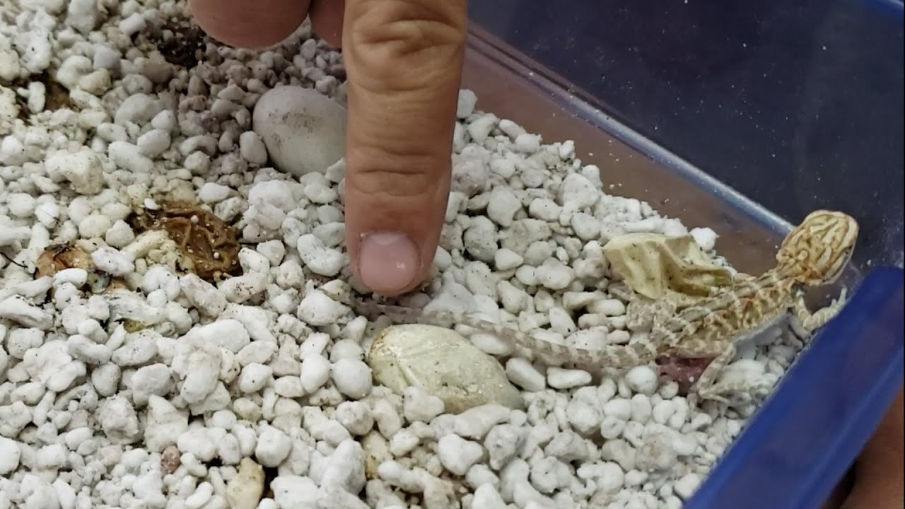 REPTICLIP: Nacimiento Pogonas