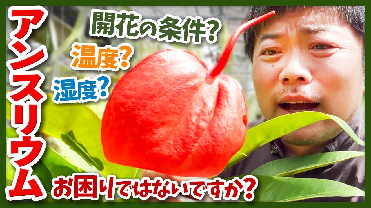 100万鉢流通する観葉植物　アンスリウムの育て方など解説