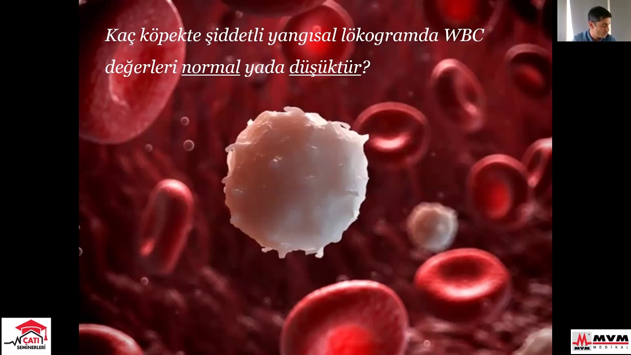 Kedi ve Köpeklerde Hemogram Yorumlama 2. Bölüm