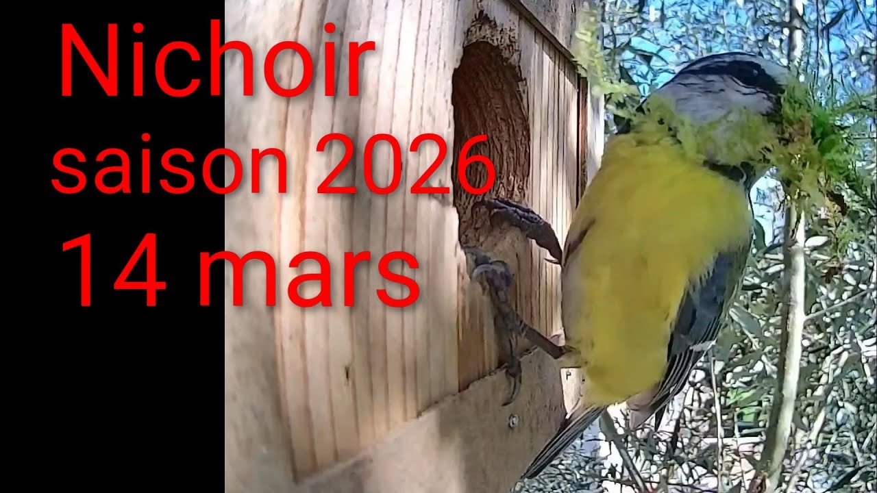 Nichoir saison 2026: 14 mars construction du nid des mésanges bleues #nichoir #nature #birds
