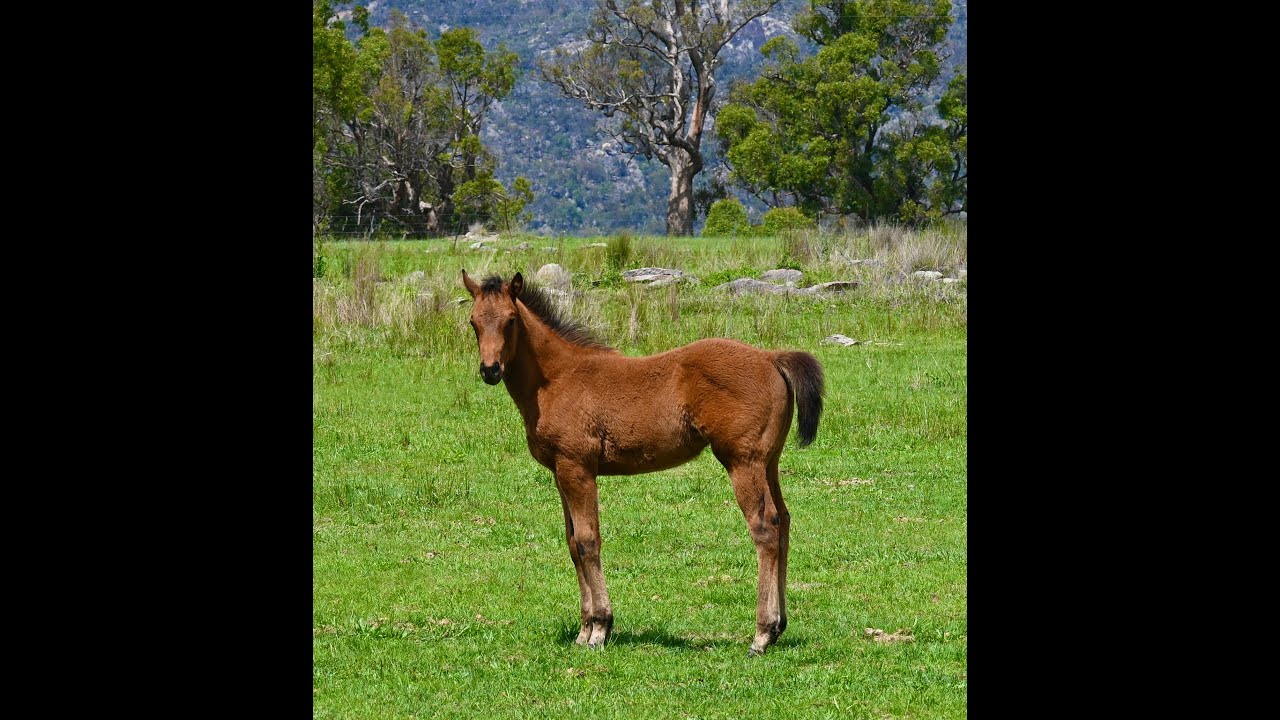 Thoroughbred foals
