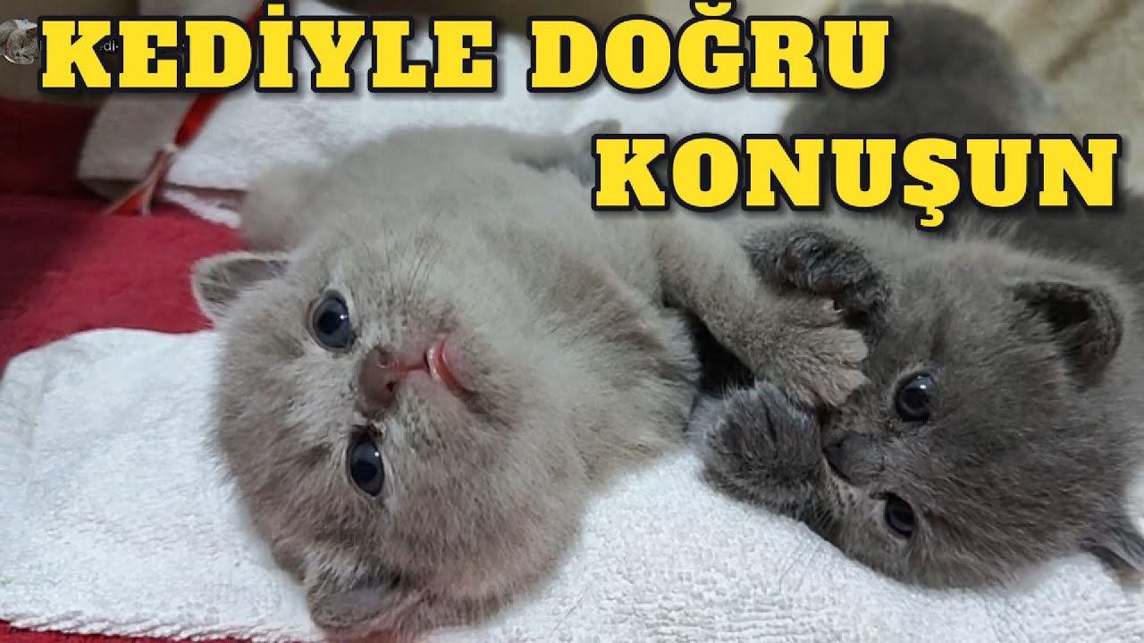 Kedinizle Konuşmanın En Tatlı Yolu! Kedilerle İletişim Kurmanın Sırları: Doğru Konuşma Metotları