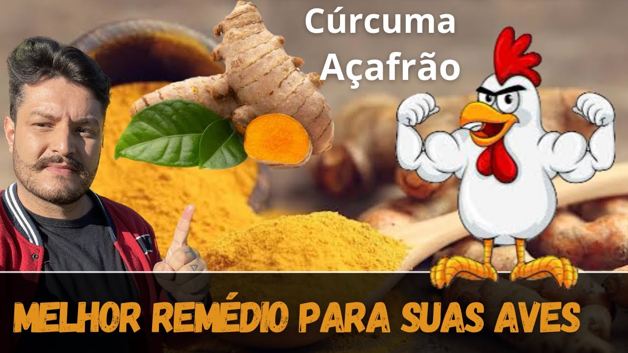 MELHOR REMÉDIO PARA SUAS AVES / CÚRCUMA / AÇAFRÃO / FITOTERÁPICO