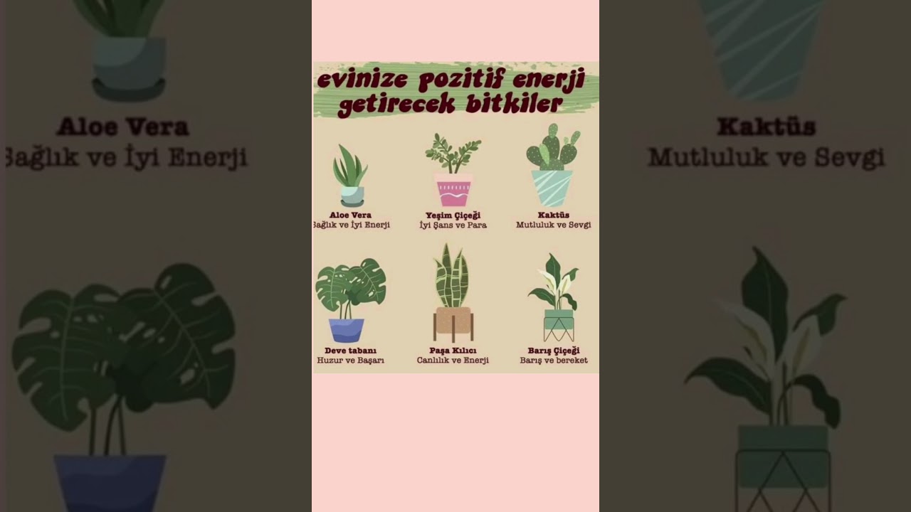 Evinize Pozitif Enerji Getiren 6 Mucizevi Bitki! 