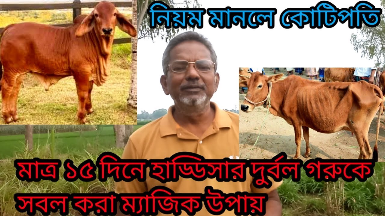 মাত্র ১৫ দিনে হাড্ডিসার দুর্বল গরুকে সবল করা ম্যাজিক উপায় | দুর্বল গরুকে শক্তিশালী বানানোর টিপস