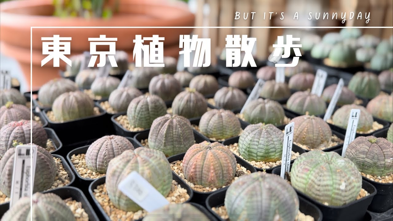 【東京植物散歩】NERIMA NO NAME4レポート！個性爆発のオベサをお迎えして作家鉢に植え替えまでしました