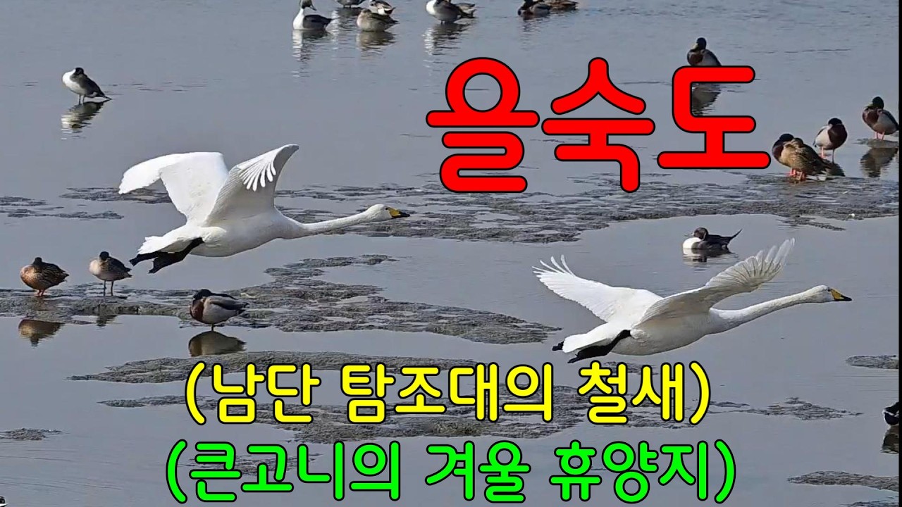 을숙도 남단 탐조대 가는 방법ㅣ큰고니의 겨울 쉼터ㅣ고방오리,청둥오리,비오리,쇠백로 등