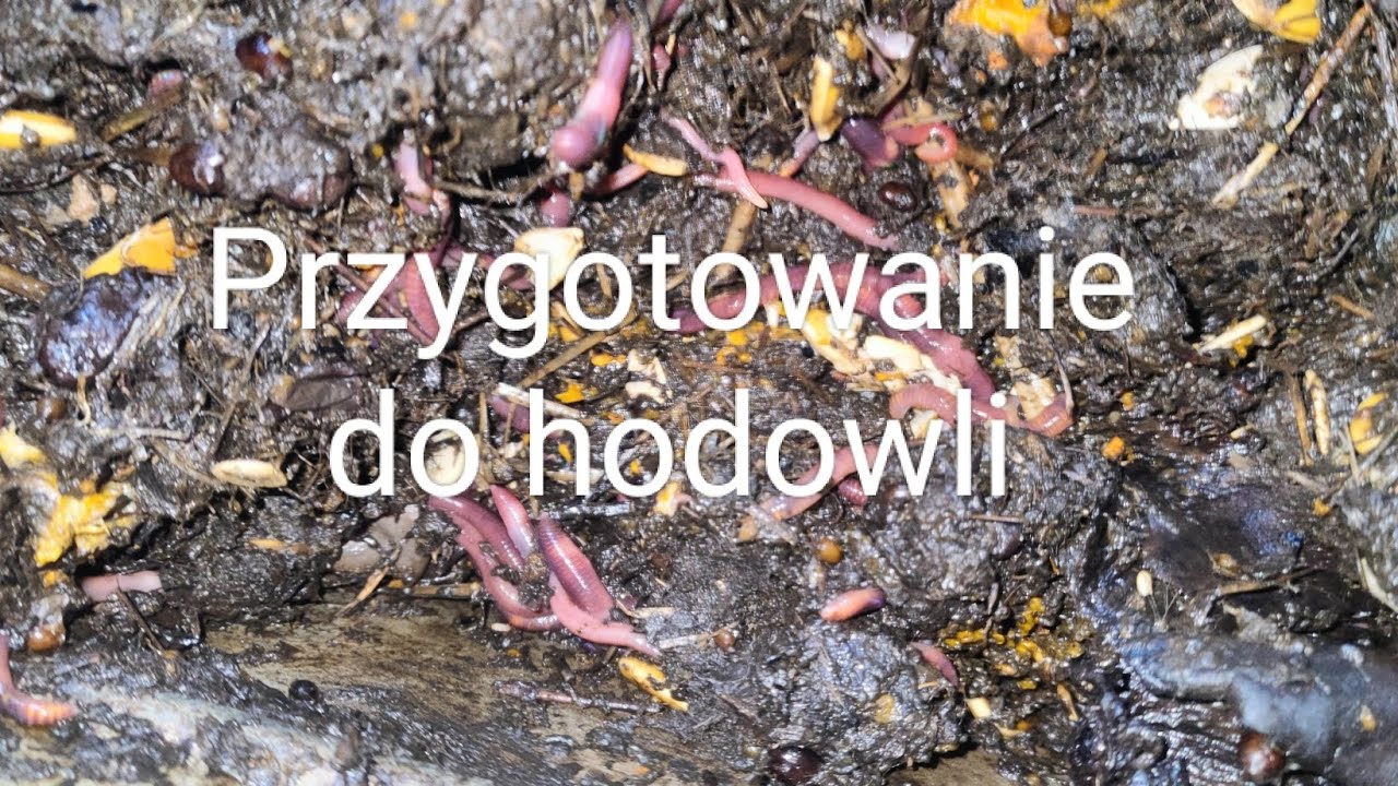 Jak się przygotować do rozpoczęcia hodowli dżdżownic kalifornijskich ?