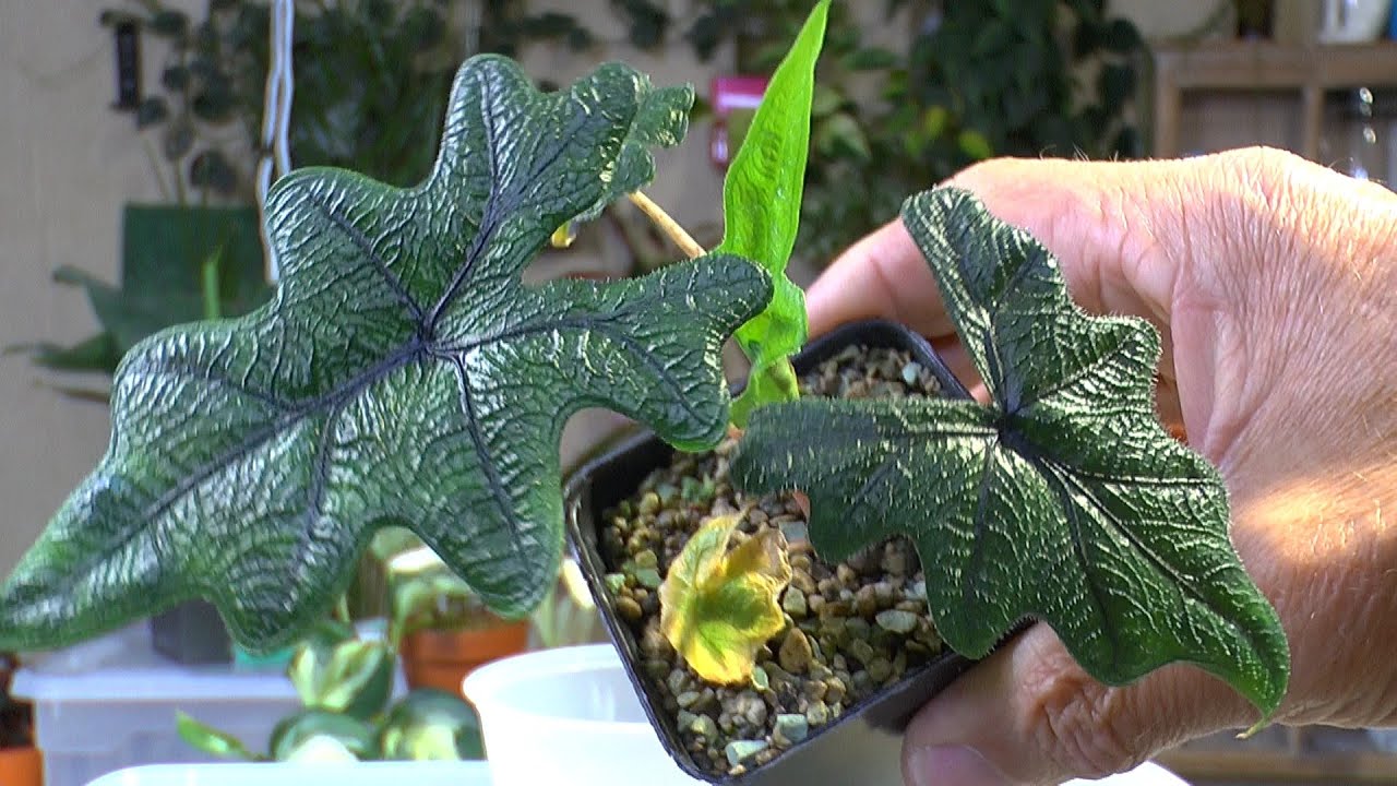 Alocasia, Syngonium und Monstera pflegen wir. So geht Pflanzenpflege Heute #Zimmerpflanzen #Alocasia