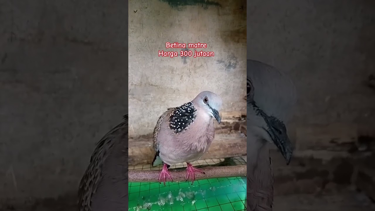 Tekukur Betina Birahi Memanggil Jantan #tekukurgacor #tekukur #tekukurmania