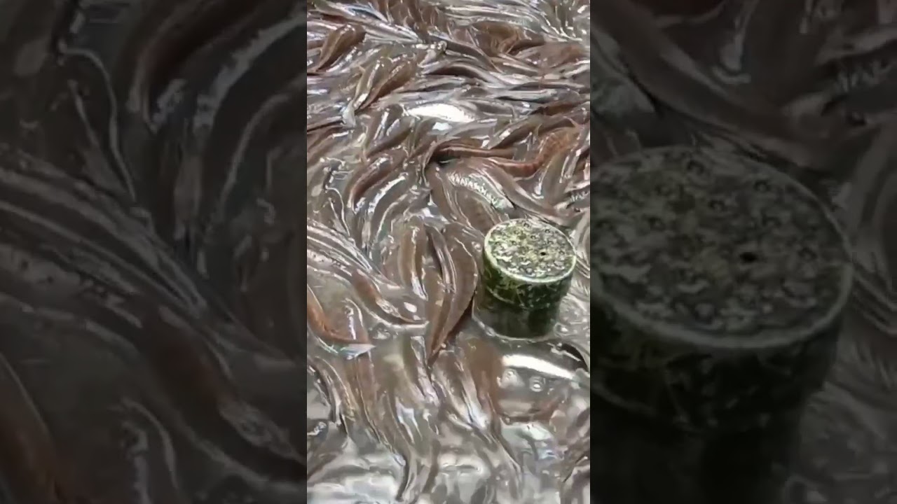 budidaya ikan gabus tanpa beli pakan//channa fisheries