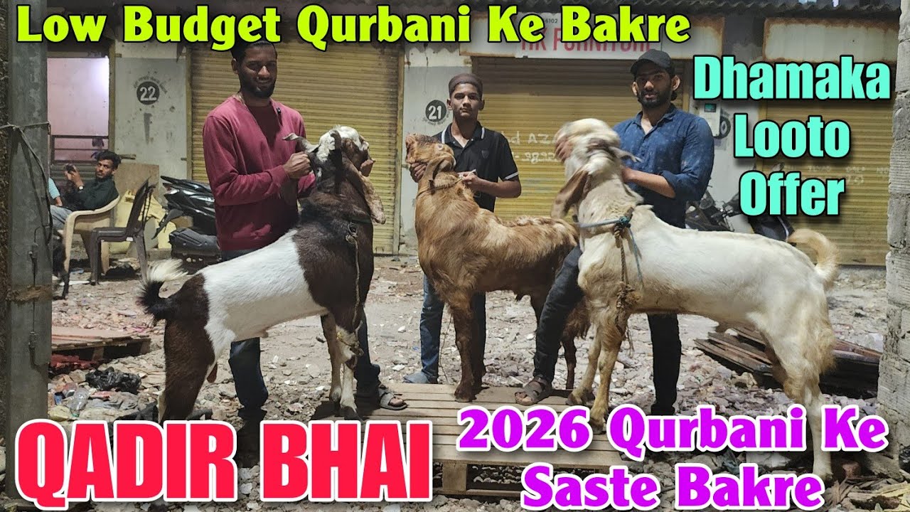 2026 Quebani Ke Saste Andul Bakre At QADIR BHAI | Dhamaka Offer Goat In MUMBRA 