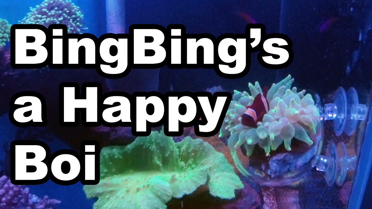 Happy Clown Fish Hosting an Anemone | Cute Fish gets a Green Bubble Tip Anemone