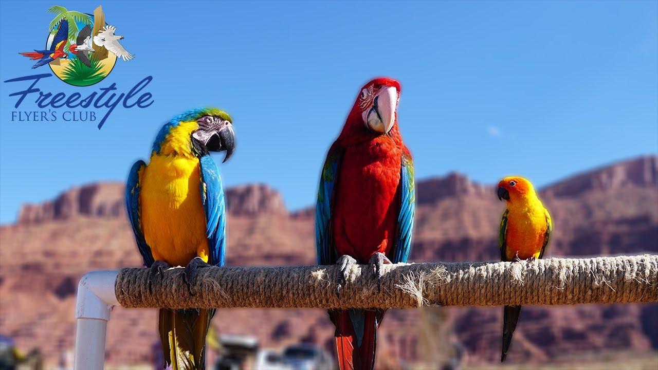 Freeflight Trained Parrots