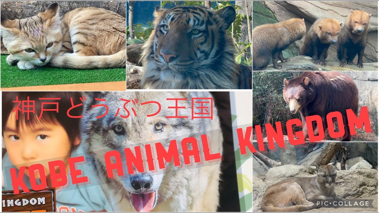 KOBE ANIMAL KINGDOM | 神戸どうぶつ王国 | one of the best zoo of Japan 🇳🇵🎌