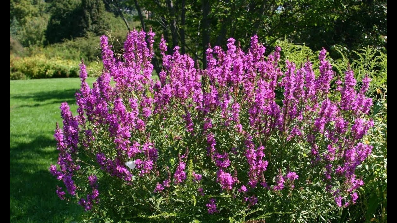 Purple Loosestrife