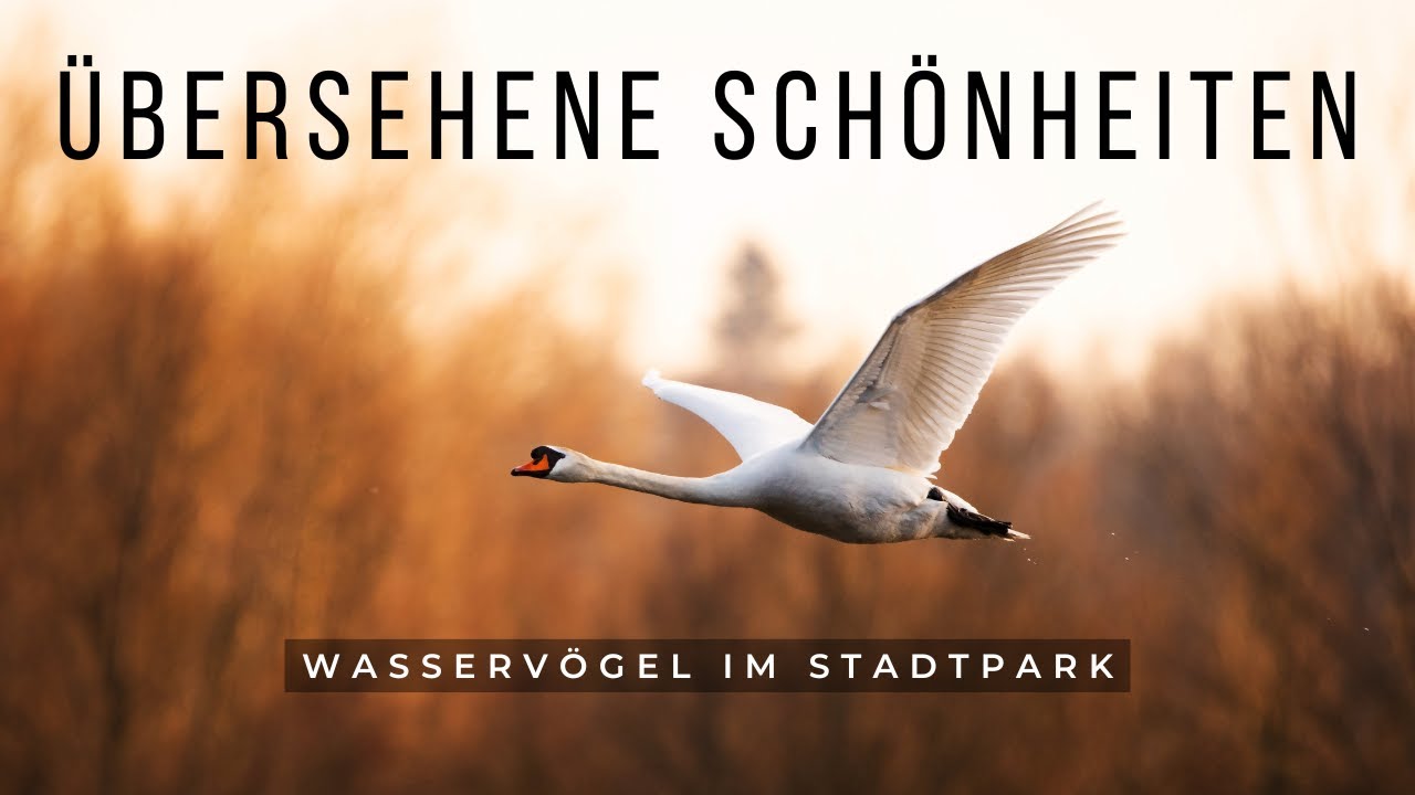 Fotografieren im Stadtpark - Mandarinenten und Kormorane