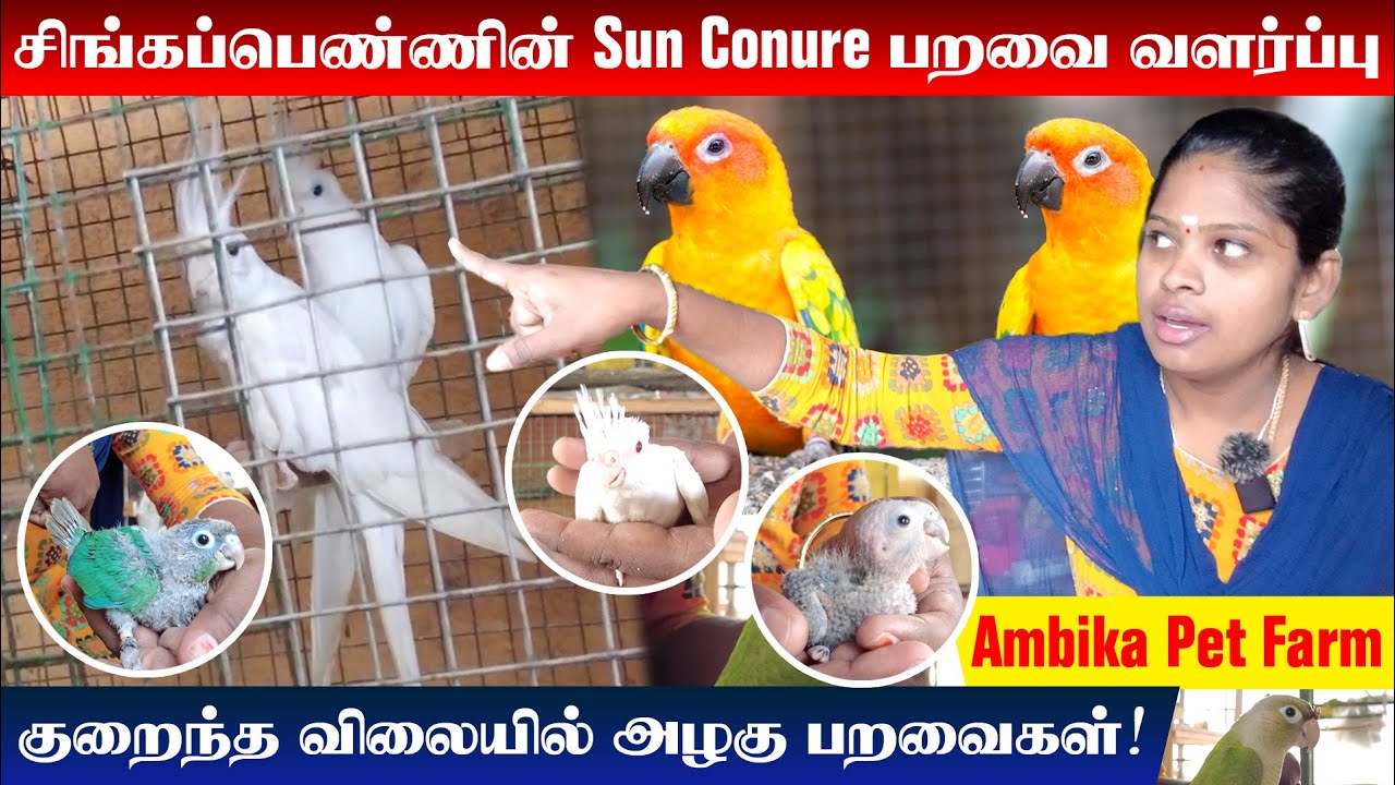 Exotic Birds For Sales | Tamed Birds in Tamil | Bird Farm Chennai | Sun Conure Bird | Cocktail Bird