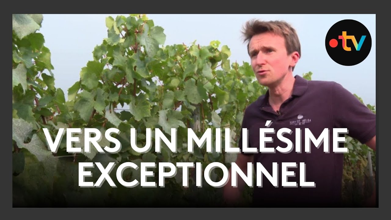 Vendanges anticipées sur l’Île de Ré : l’espoir d’un cru d’exception