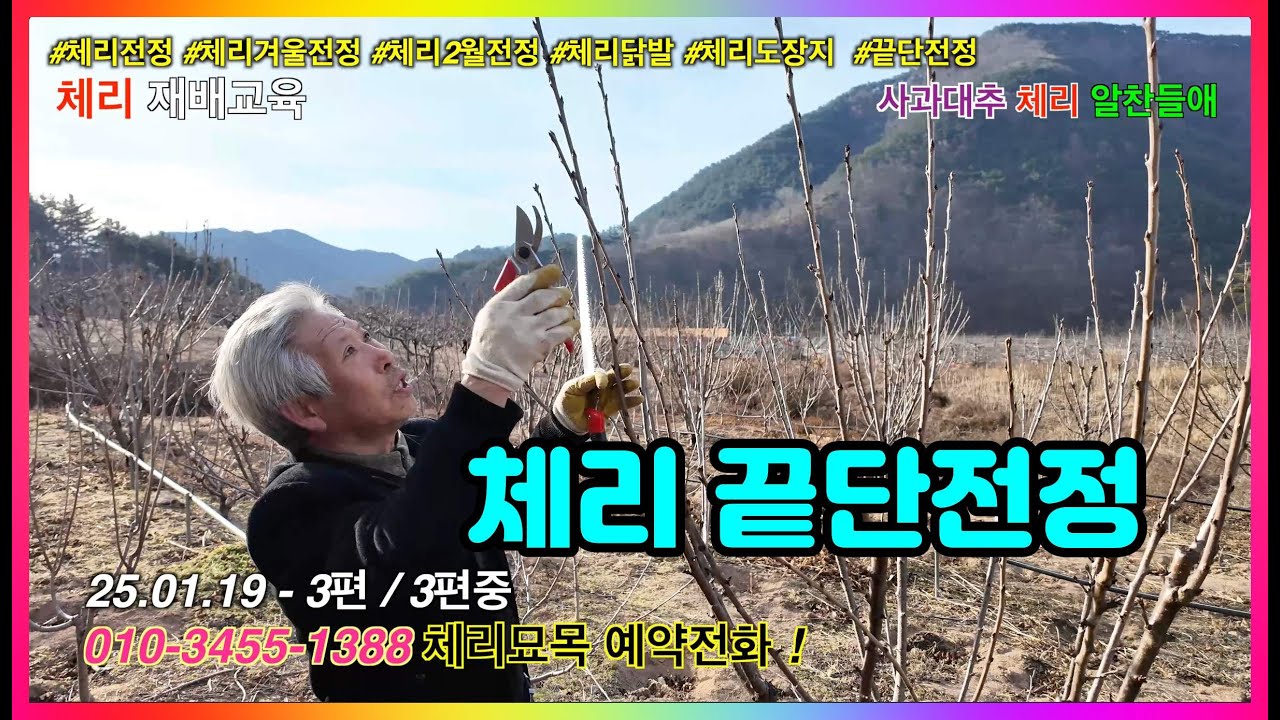 250119 영덕체리 겨울전정 3편:3편  체리끝단전정
