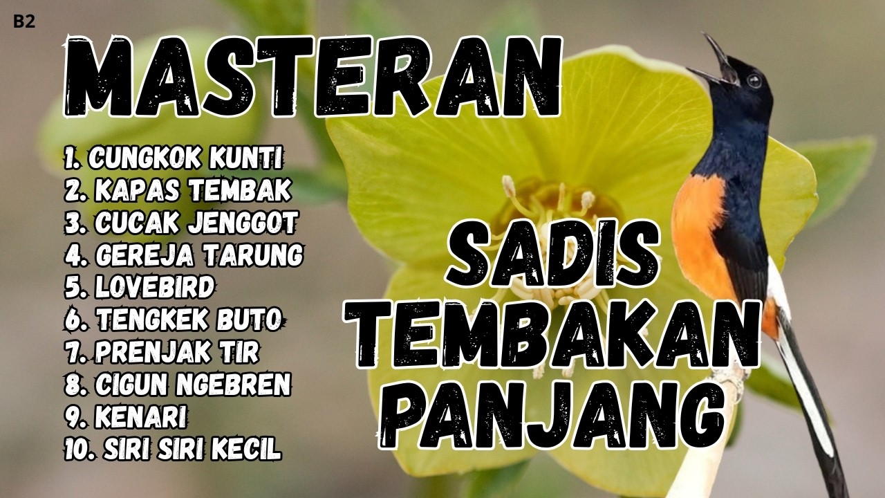 🔴 GACOR SADIS MENTAL KUAT MASTERAN MURAI BATU GACOR
