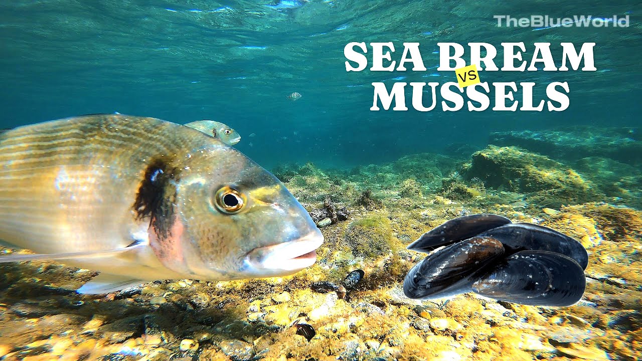 Gilt Head SEA BREAM Eats Mussels / DORADAS Comiendo Mejillones (4k) -  EP1 (LONG VERSION)
