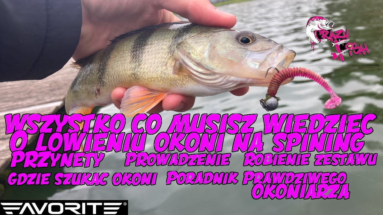 Jak łowić okonie na spining | Wszystko co musisz wiedzieć o łowieniu okoni | Favorite Blue Bird