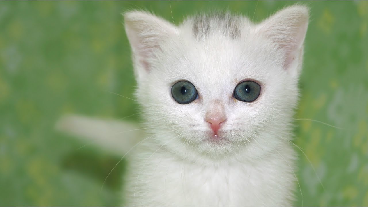 運命的な猫との出会い！