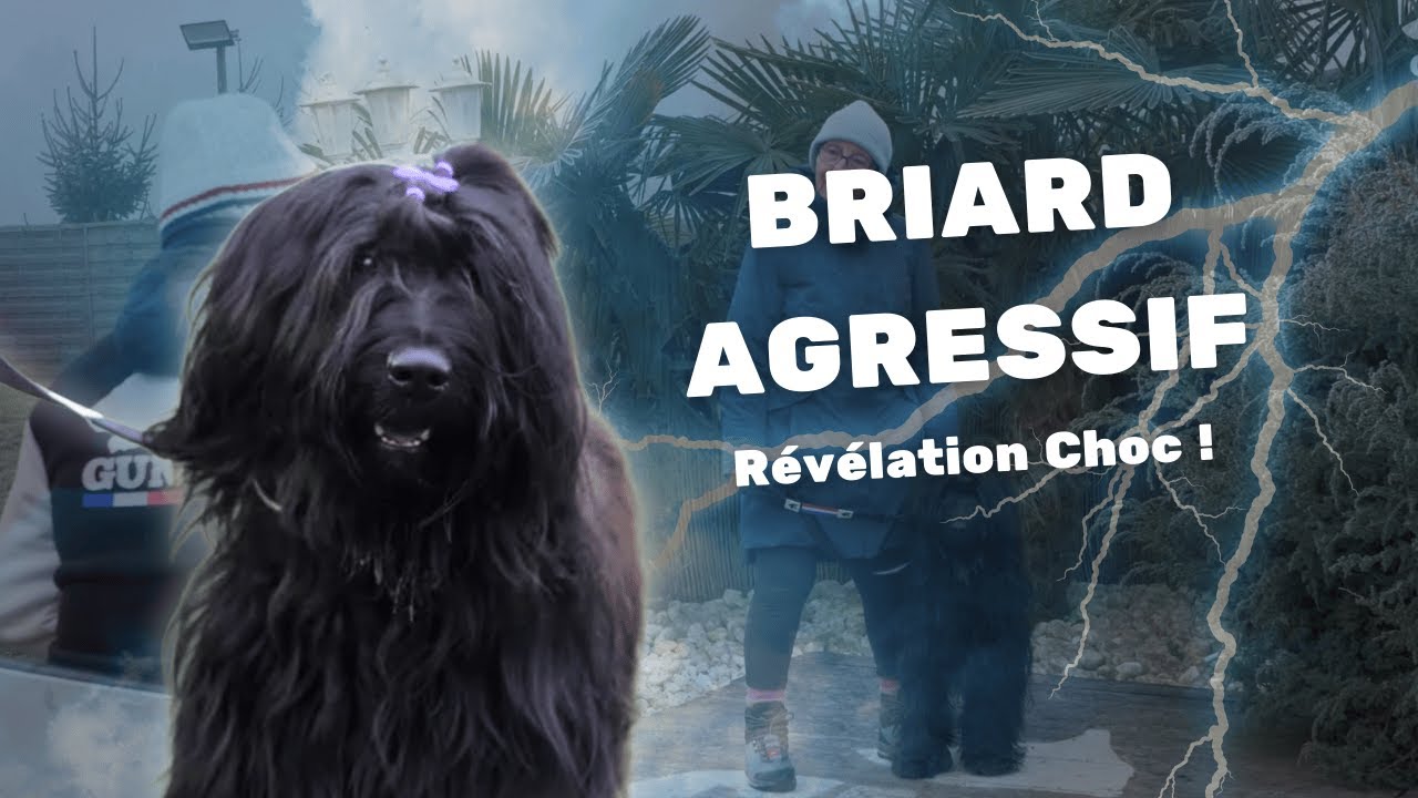 Briard Agressif : 30 ans en club canin et une révélation choc !