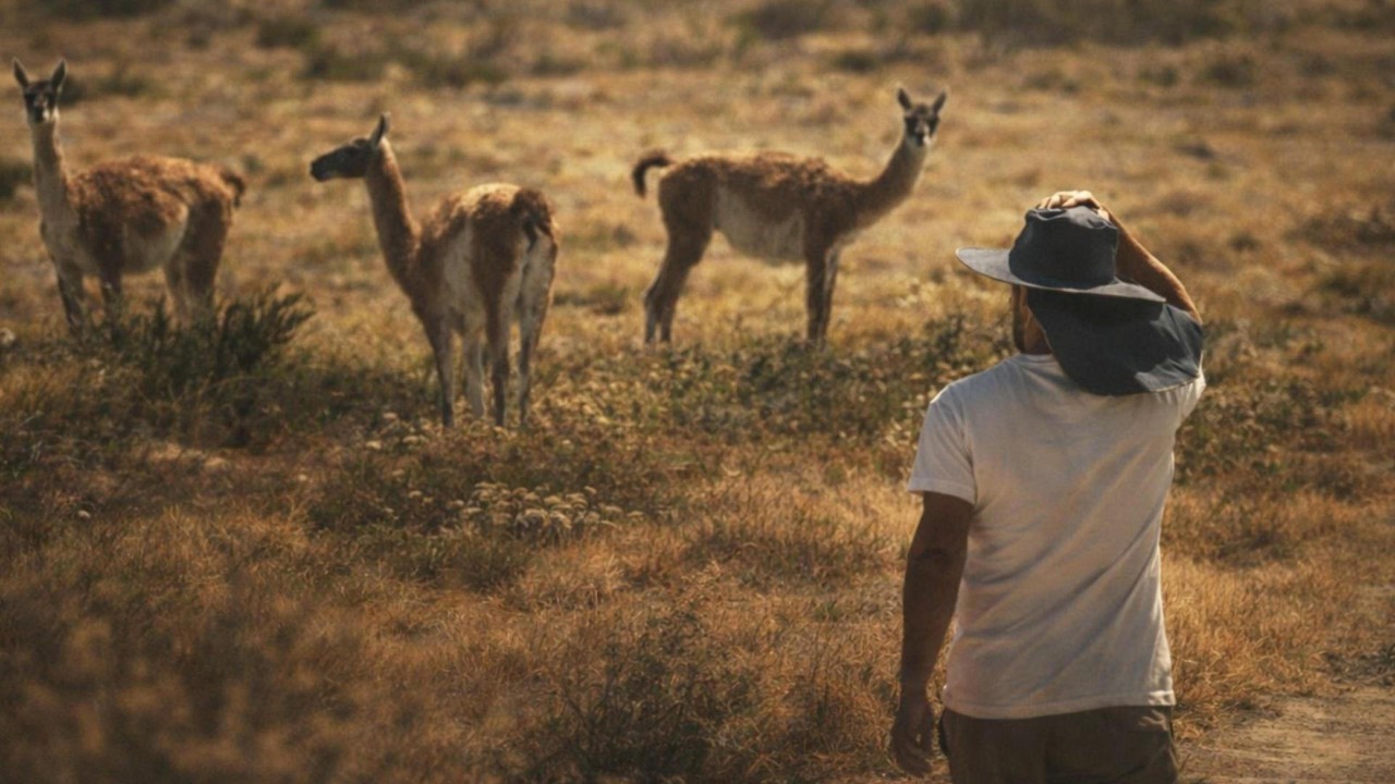 Cruzando a Patagônia Sozinhos: silêncio, vento e vida selvagem