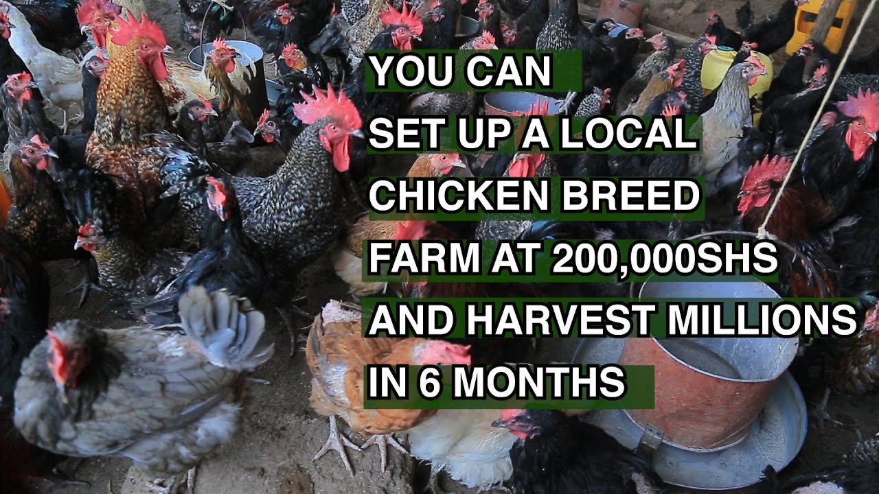 YOU CAN SET UP LOCAL CHICKEN FARM AT 200,000 UG SHS (50$) AND GET MILLIONS IN 6 MONTHS