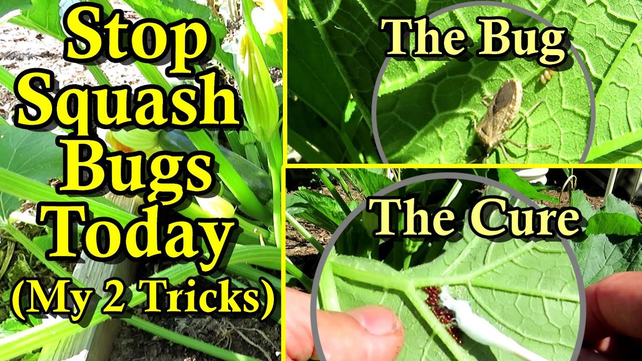 How to Manage & Kill Squash Bugs in Your Vegetable Garden - Easy & Effective Egg ID and Removal