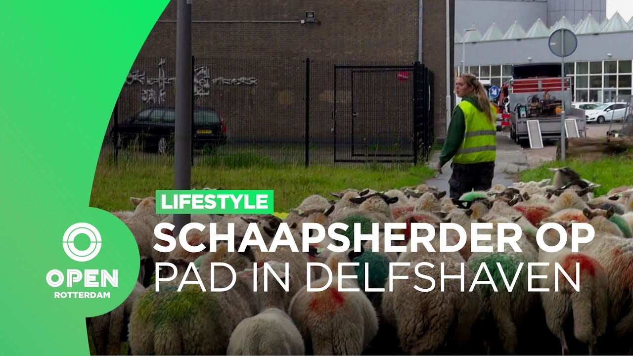 Met schaapsherder Aimee door Delfshaven | Lifestyle
