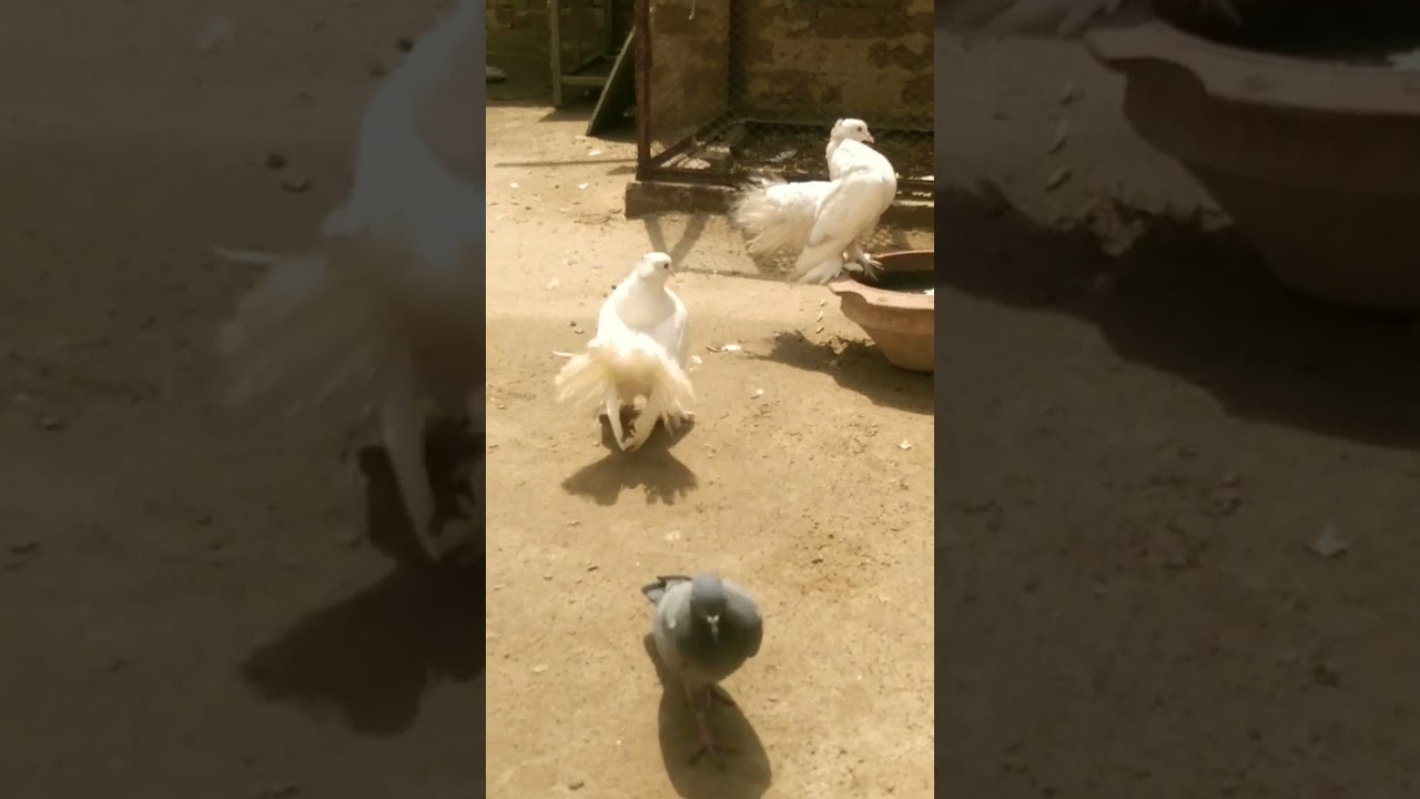 so beautiful lucky pigeon 😍😍🕊️❤️🕊️❤️#sohailmalik #shorts #viral #viralshort #lucky #pigeon