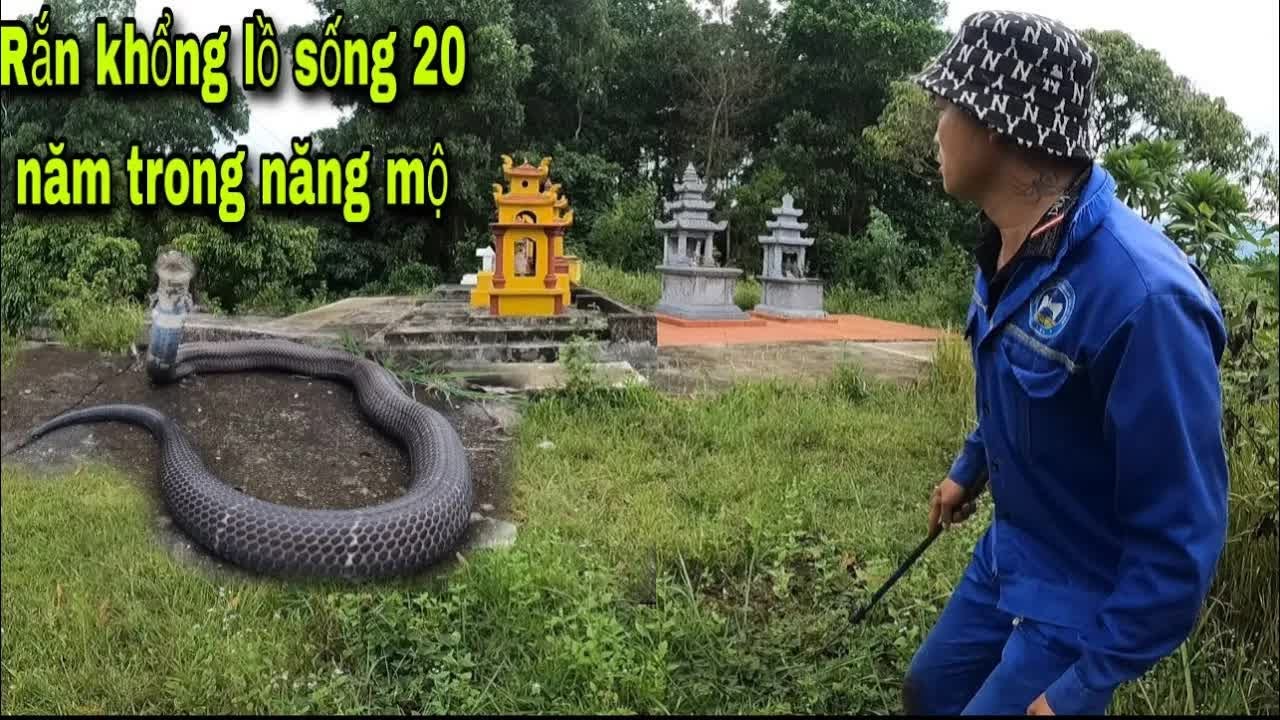 Wild Snake Hunting|Snake Hunt Adventure