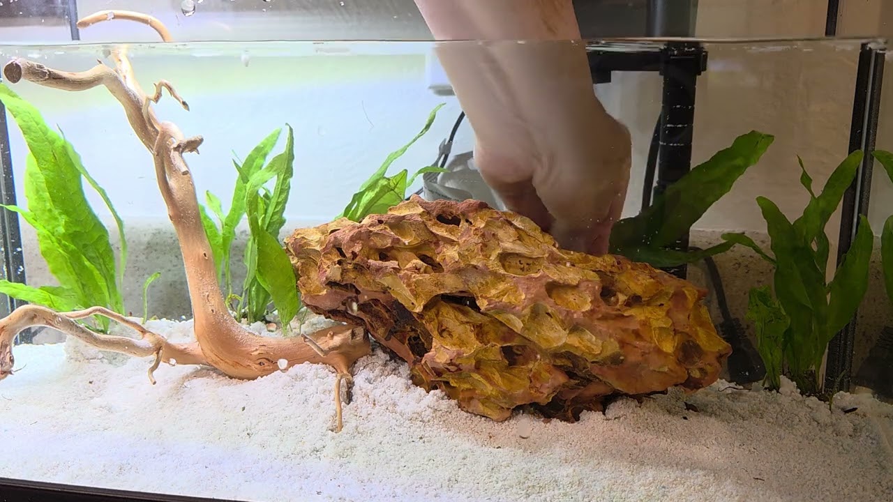 New tank set up for the baby celestial pearl danio. 