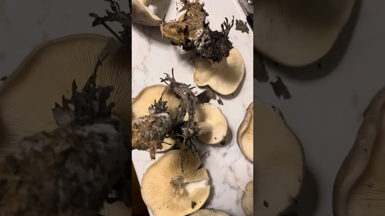 Raccolta di Lepista nebularis (pi&ugrave; un fungo dai mille interrogativi) Pillole micologia Jack Micologo