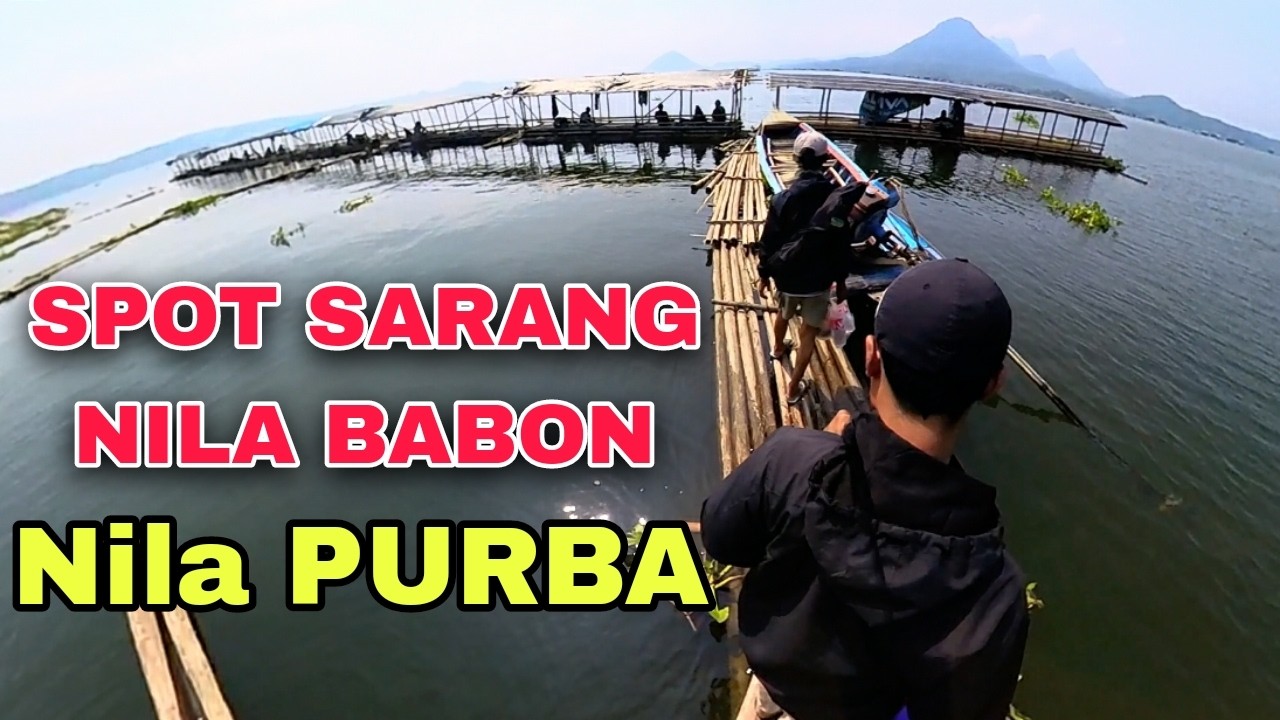 Serangan Nila purba Sangat Mantap - Mancing Jatiluhur Terbaru - Spot Sarqng Nila Babon