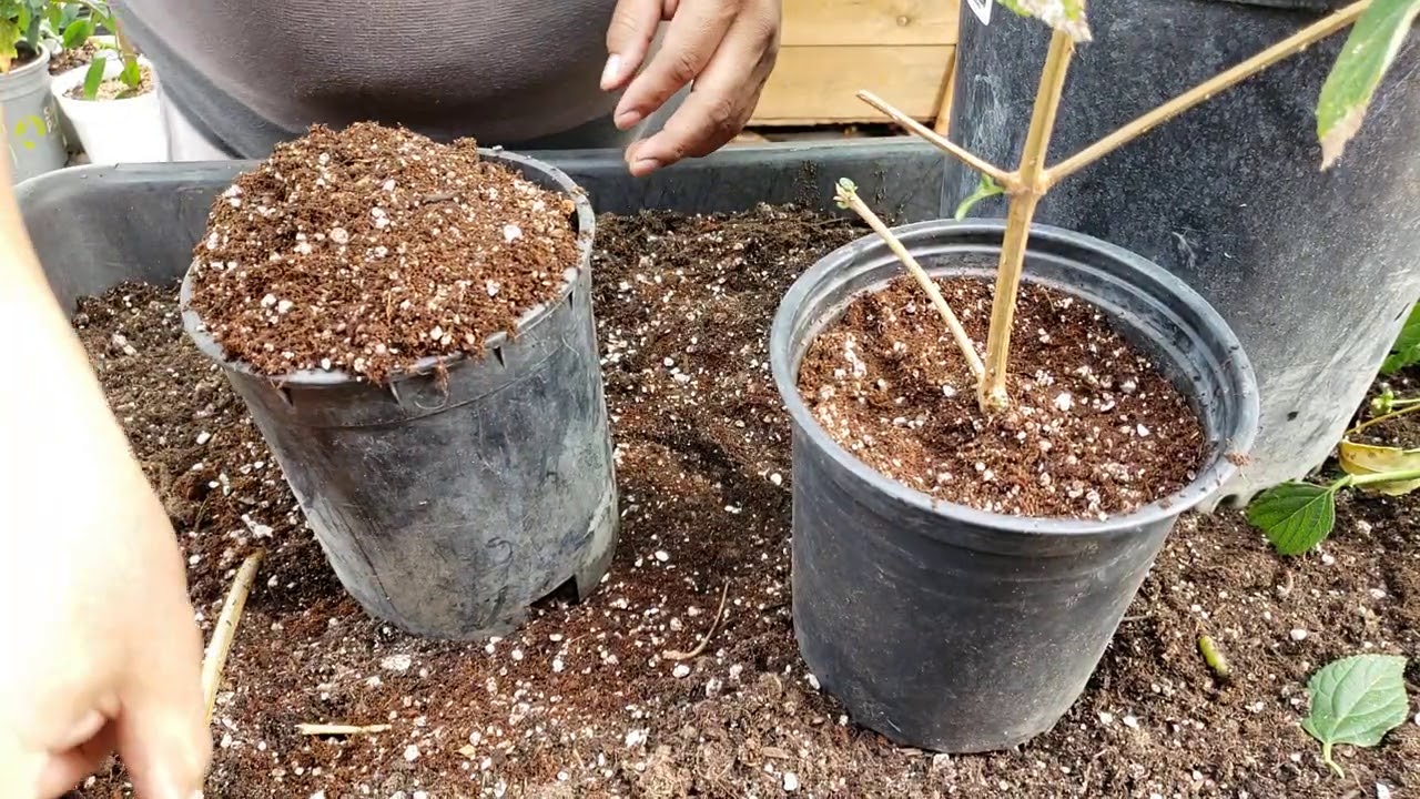 Результаты мониторинга растения латана.