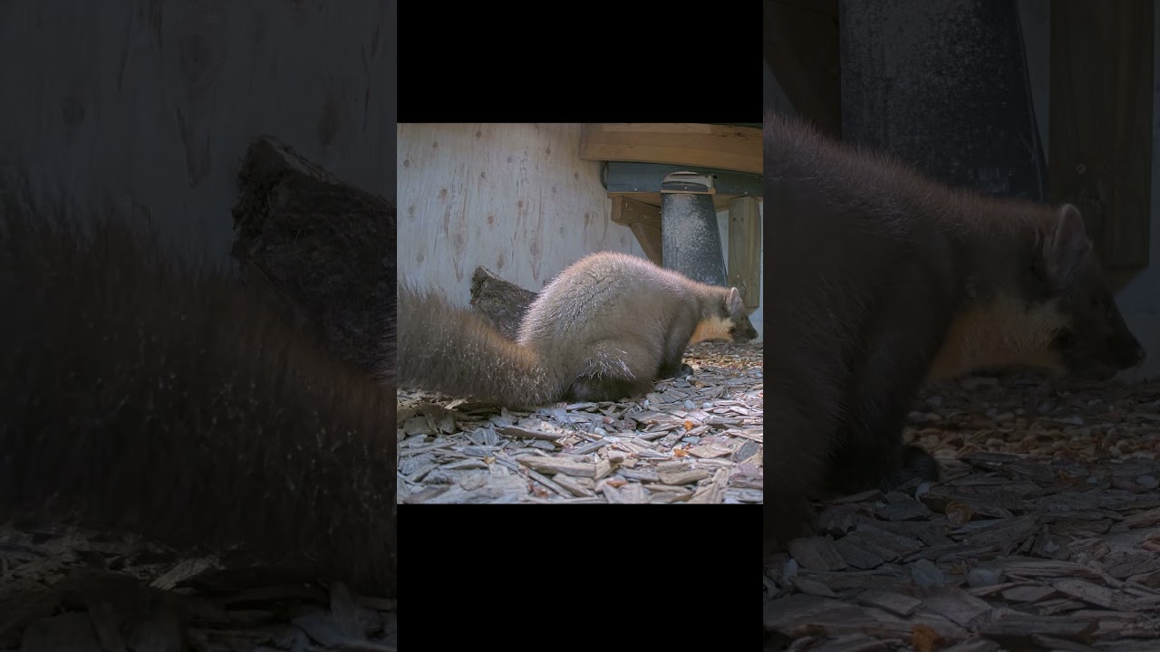 Funny Pine Marten Farting while Eating Peanuts (sound ON) 🤣💨