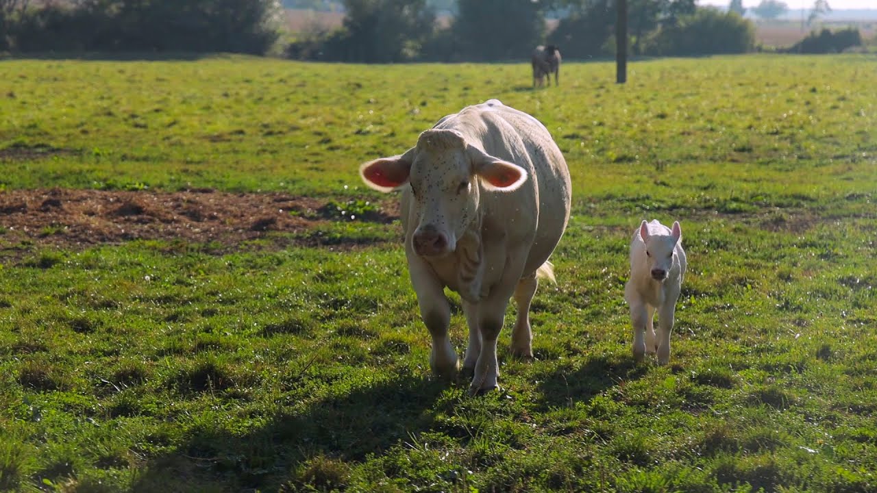 👋👋👋 UN PETIT TOUR DANS LA FERME DE LAURENCE 🐮🐮🐮