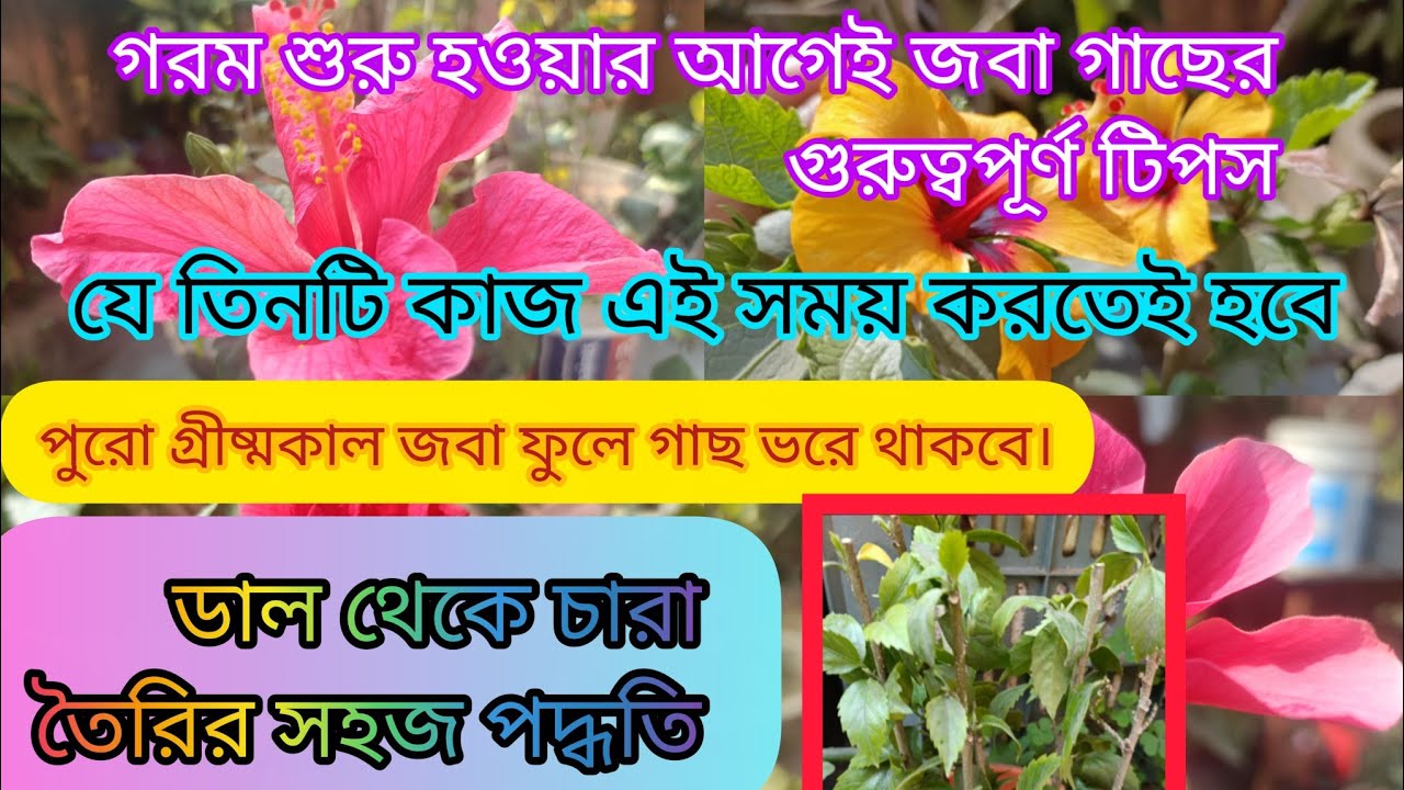 জবা গাছে যে কাজগুলো করতেই হবে জানুয়ারি/ ফেব্রুয়ারী মাসের মধ্যে | অগনিত কুড়ি,প্রচুর ফুল পেতে হলে 