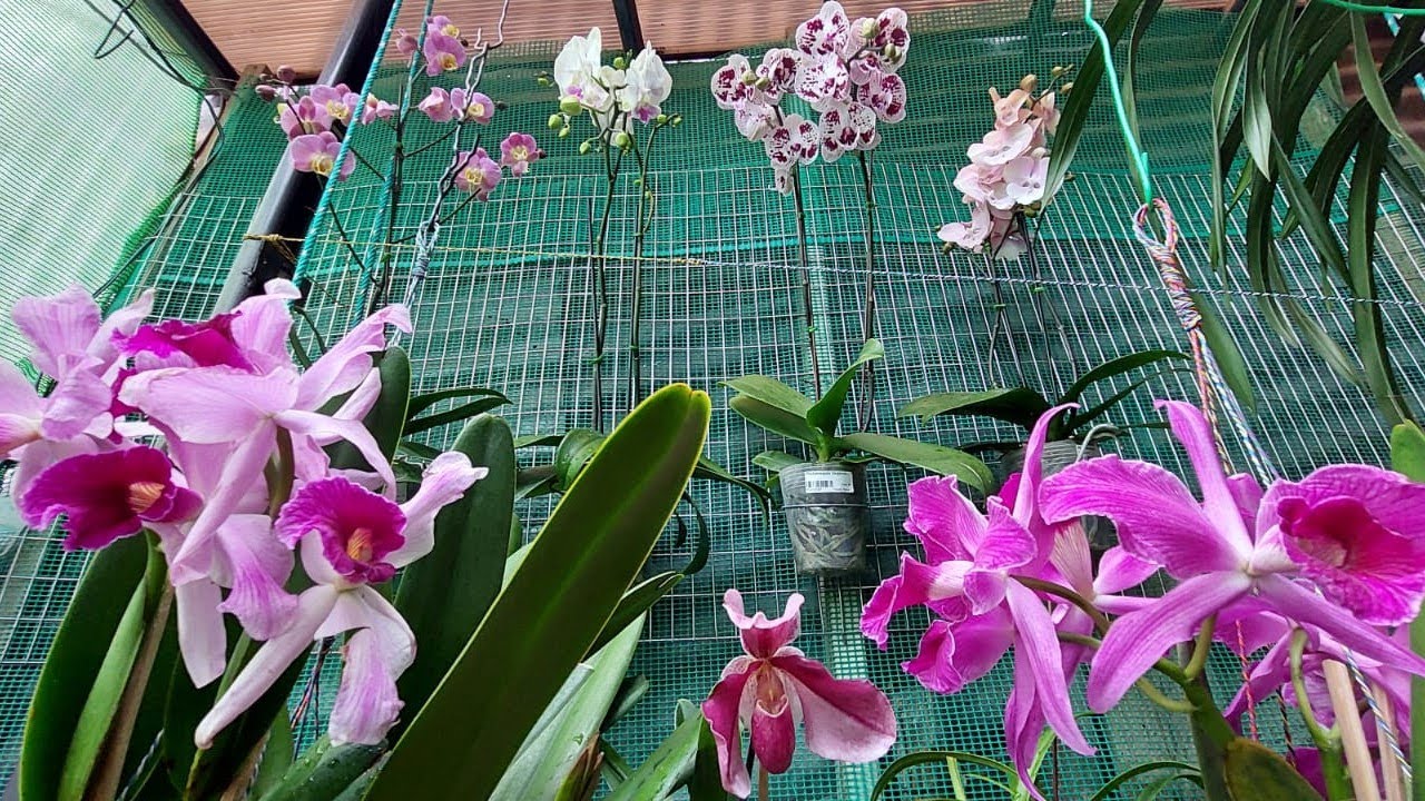 Nuevas ORQUÍDEAS que llegaron a mi orquideario.