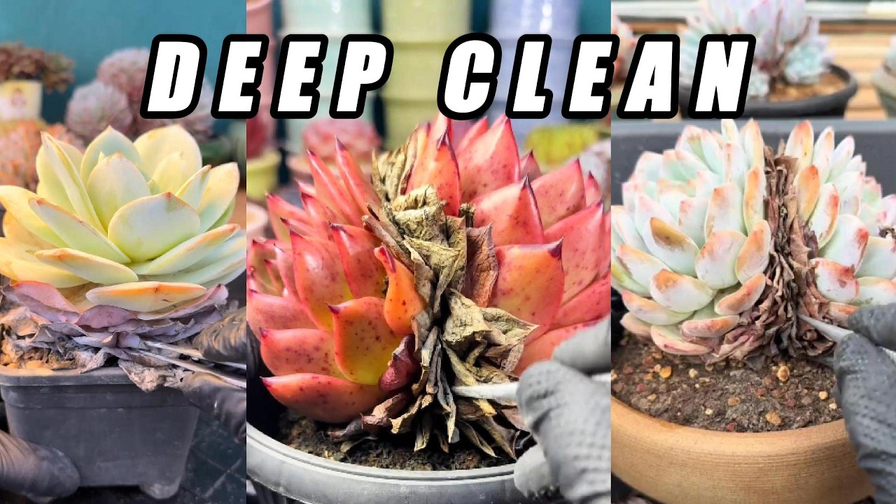 ASMR Succulent Cleanup 🌵 Satisfying Dry Leaf Peeling & Crunch Sounds (No Talking)