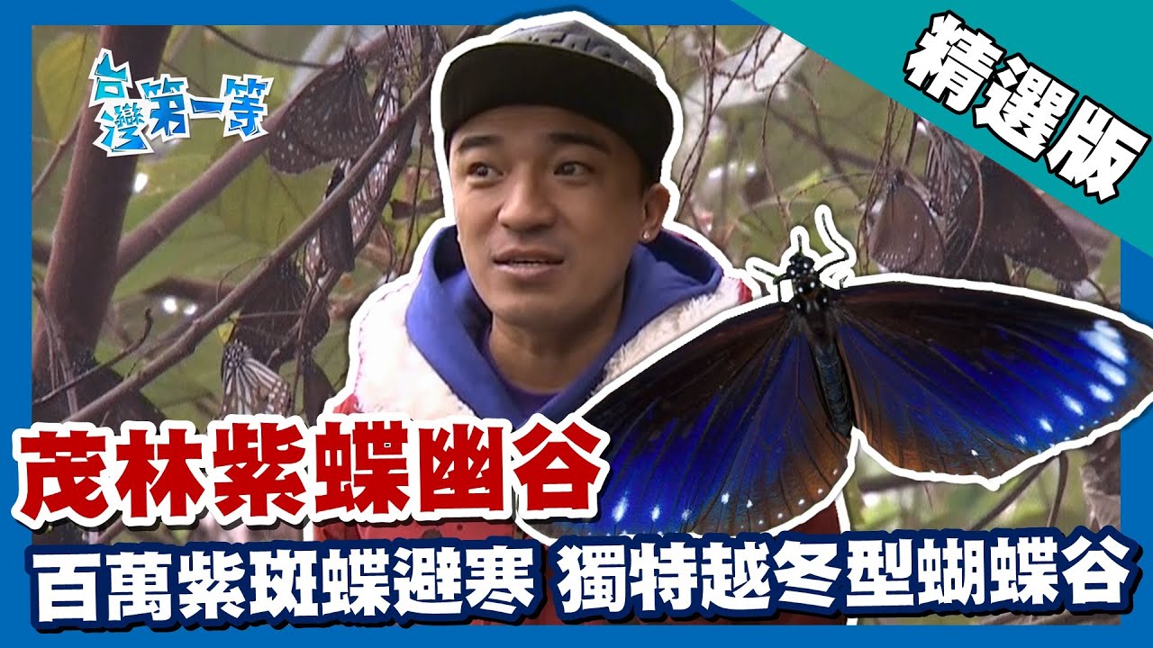台灣第一等【百萬紫斑蝶避冬 耀眼鱗粉折射創造壯麗奇觀】高雄茂林紫蝶幽谷_精選版