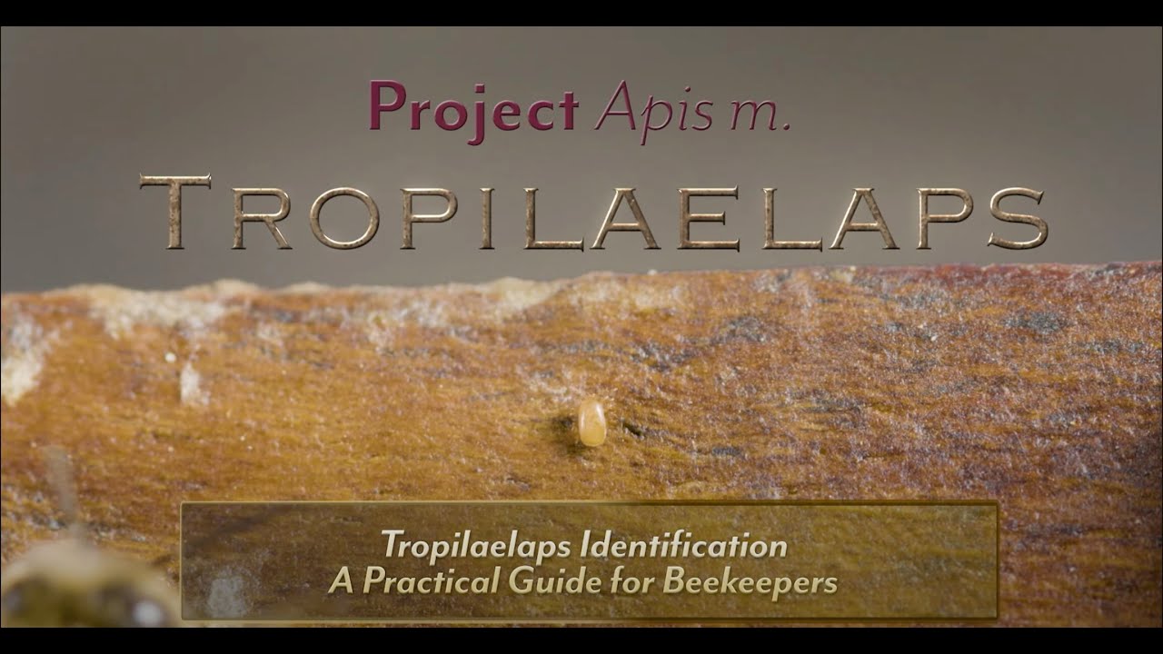 Tropilaelaps Identification: A Practical Guide for Beekeepers