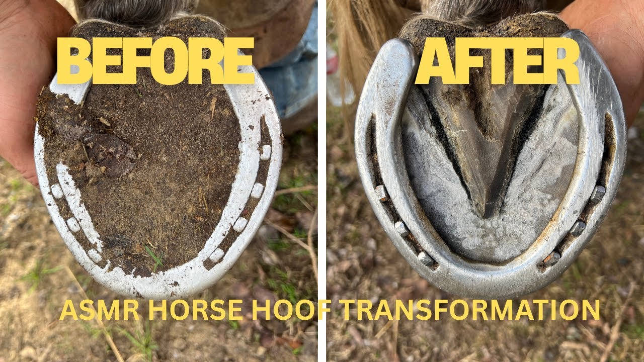 ASMR HORSESHOEING 